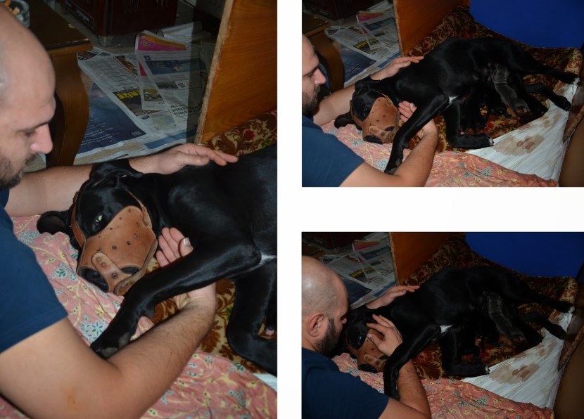 Kanya cake puppies chocolate