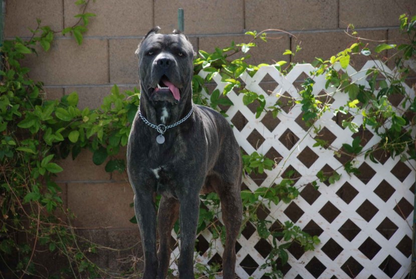 The largest kanya Corso