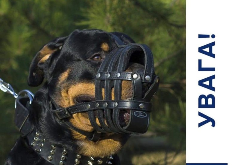 American Staffordshire Terrier Black