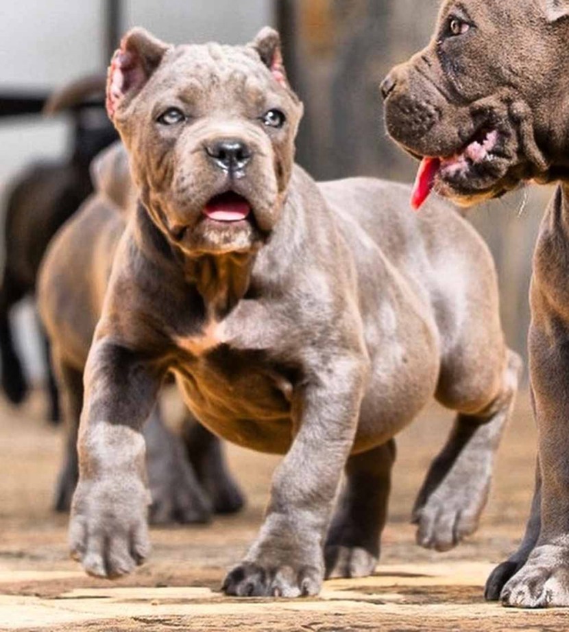 Rosemary Rotweyler collar