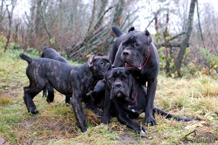 Staffordshire Terrier Black