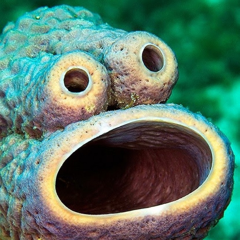 Street Sezam Korzhik and Elmo