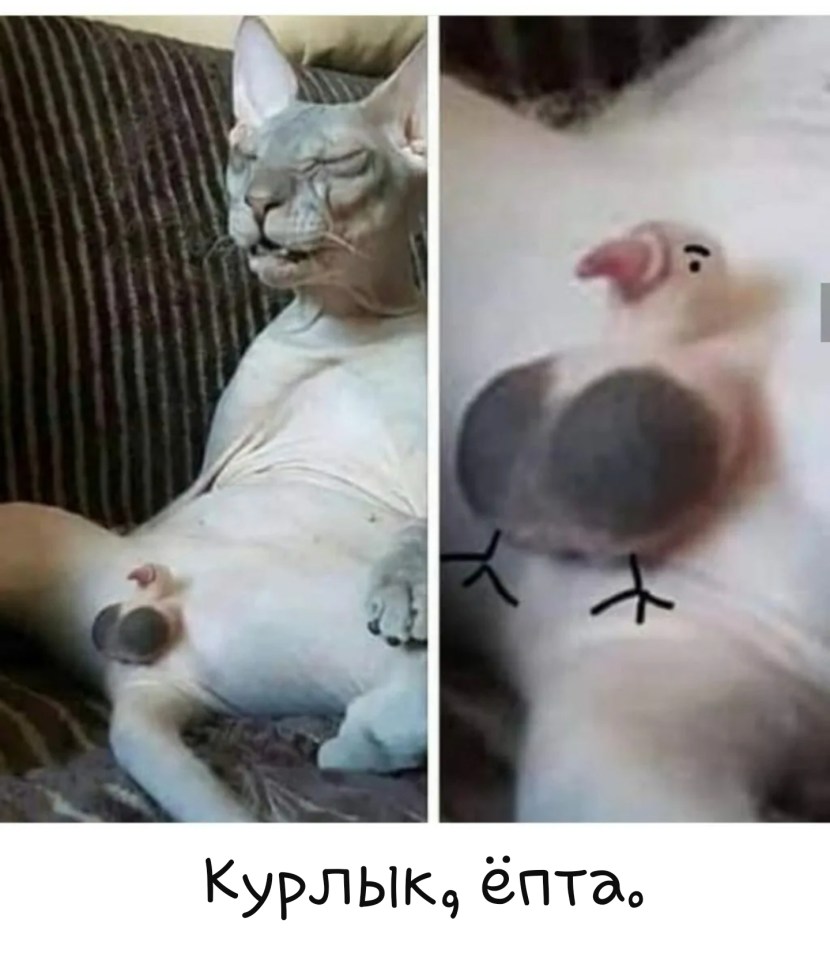 Kurlyk cat