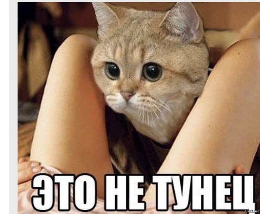 This is not a tuna cat