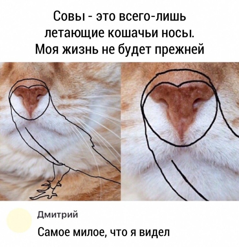 The nose of the cat is owl