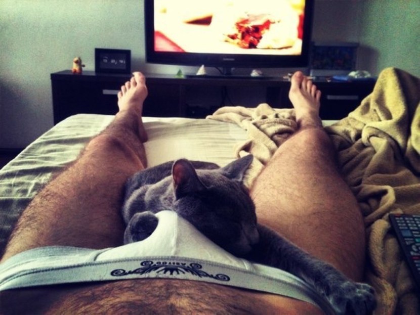 Prostokvashino animated series 2018