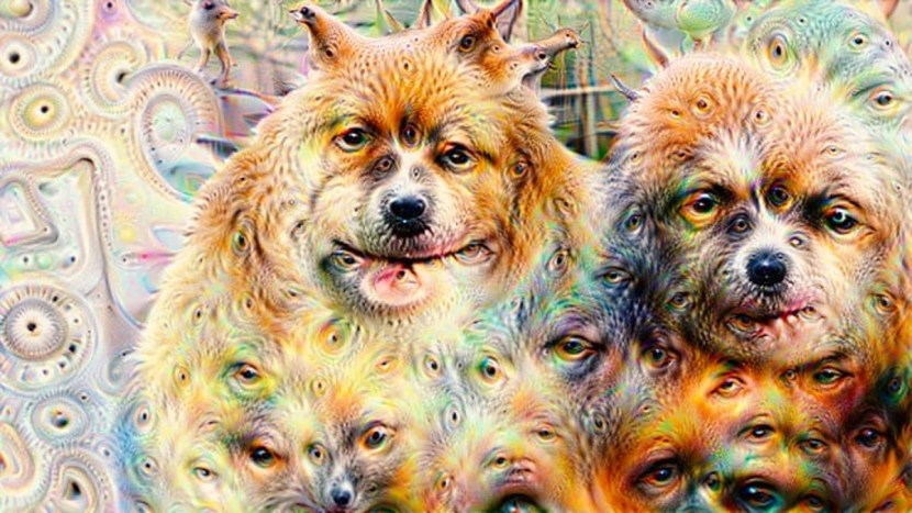 The neural network of the dog