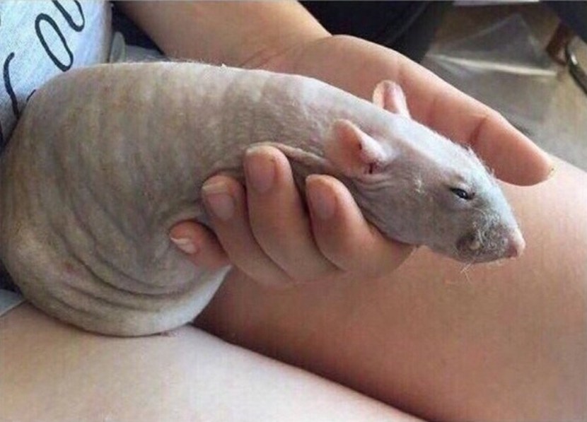 LDSP white snow 8685 bs