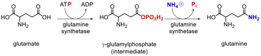 Angelina Valentine Keira Lee