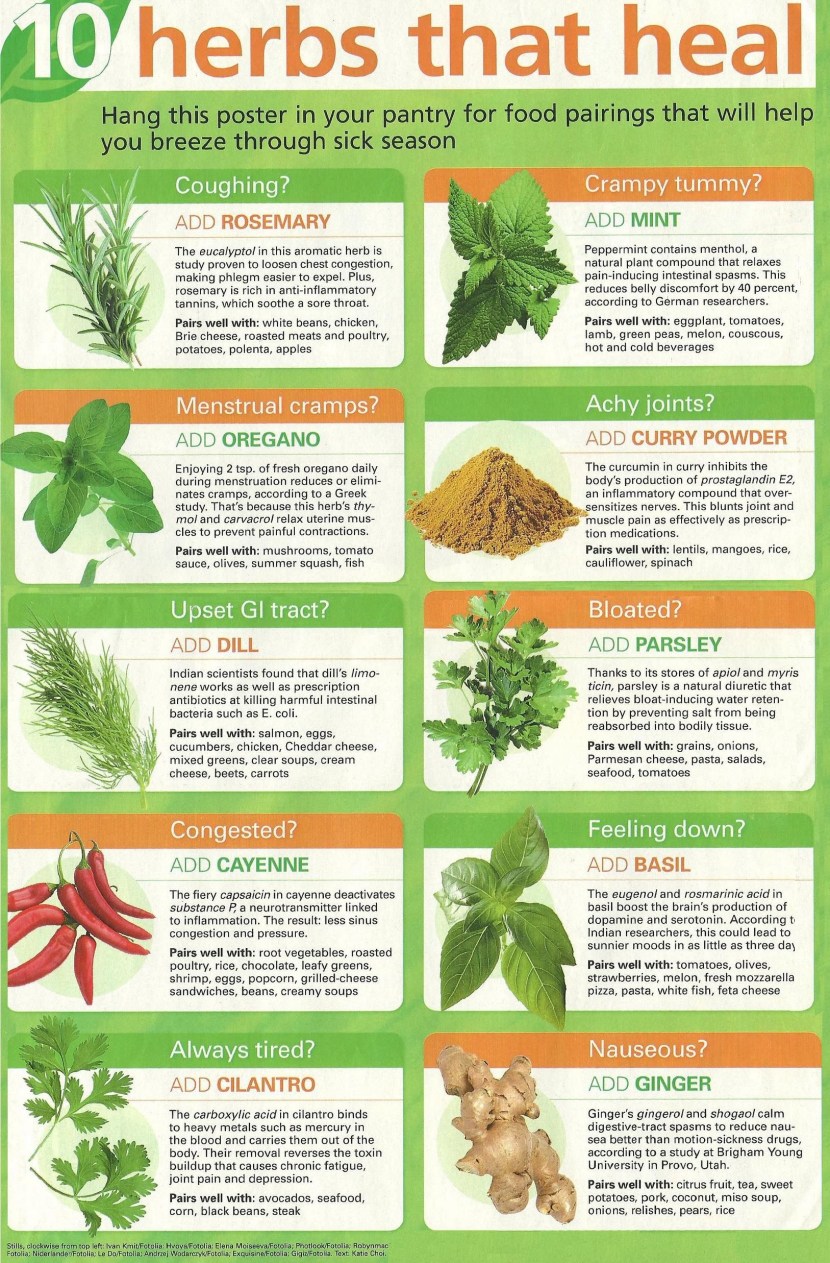 Medicinal herbs infographics