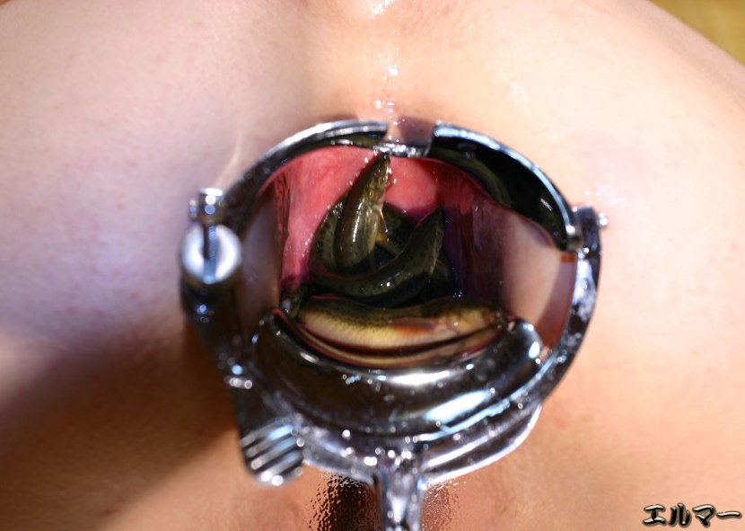 Formicophilia vagina