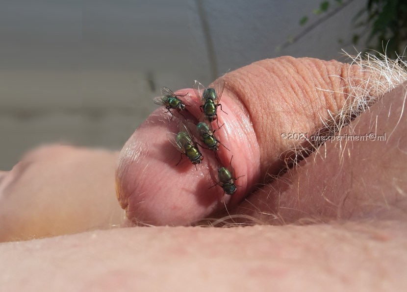 Queensnake insects Cockroaches