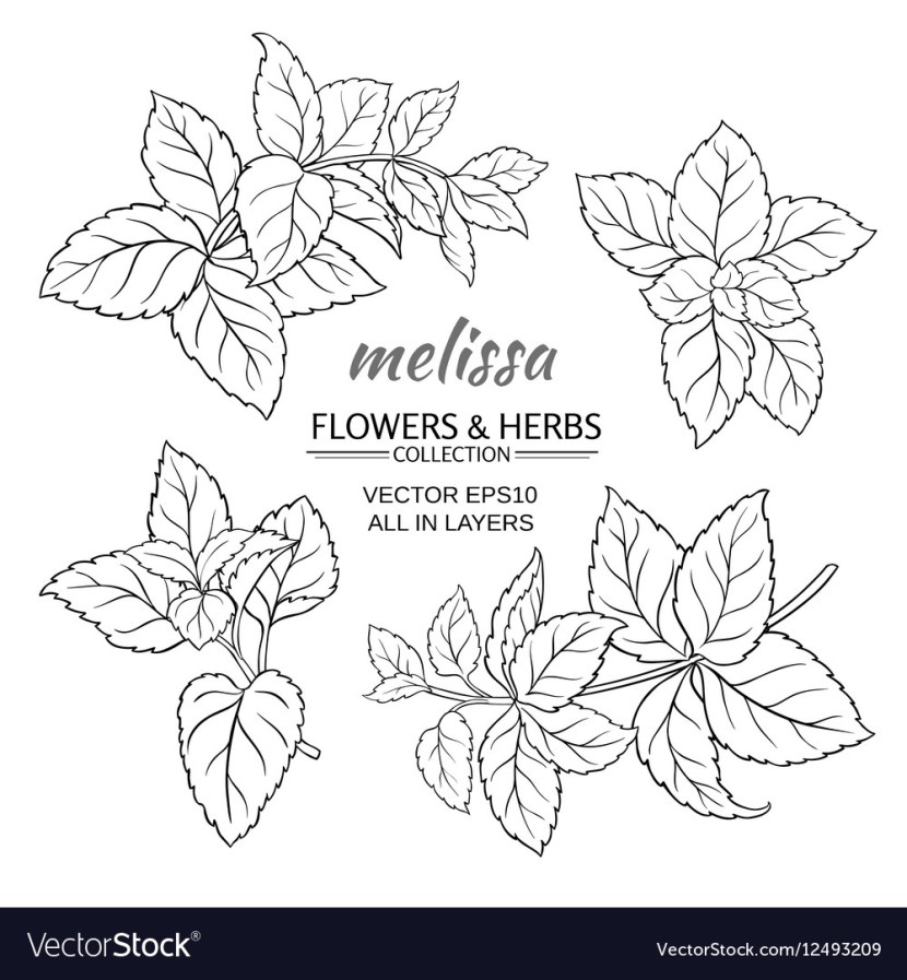 Norman Maggot Melissa Renata