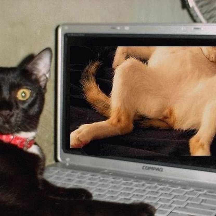 Statistics Pornhab 2020