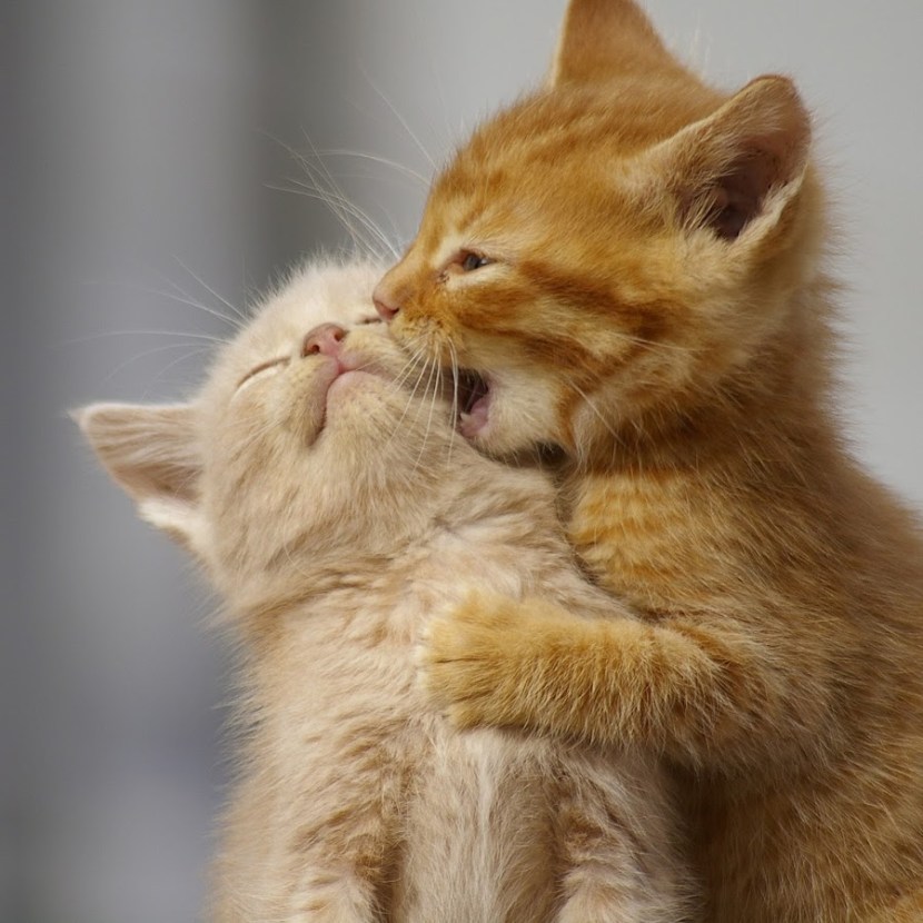 Task number in notebook