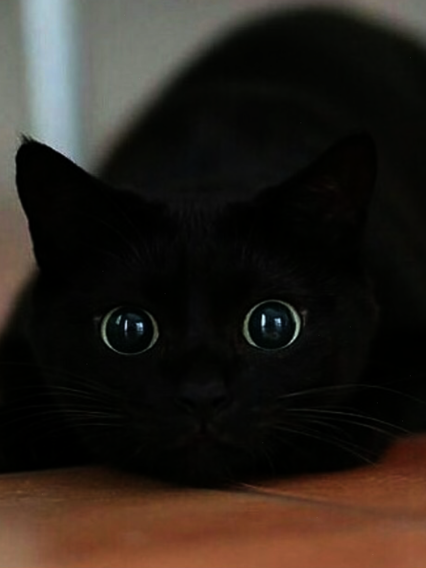 Black Kitten Thursday Morning Comics