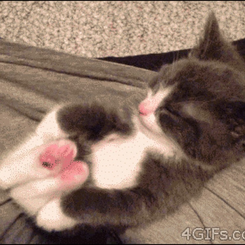 Cute cat with hearts