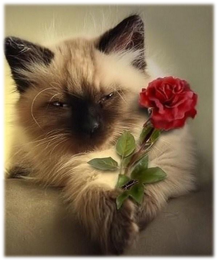 Morning Thursday Black Kitten Comics