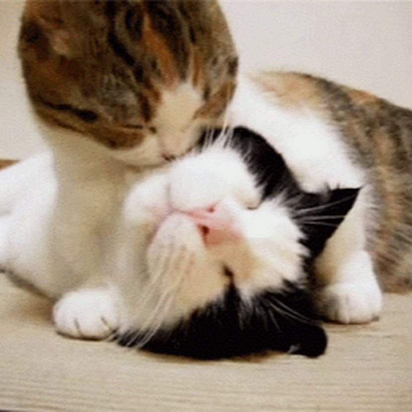 The gif of the kitten wakes up