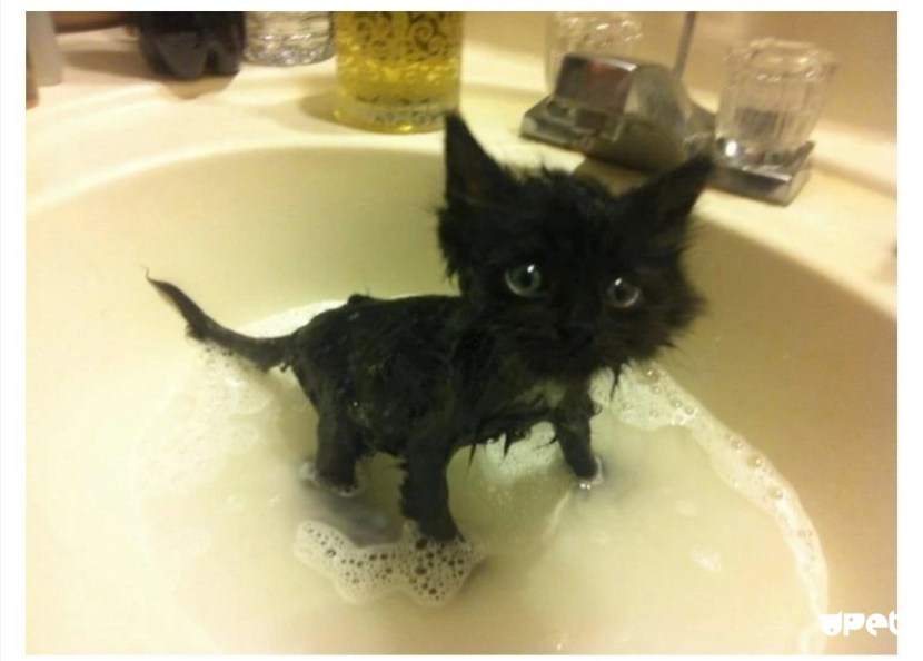 Furri comic book Monday Morning