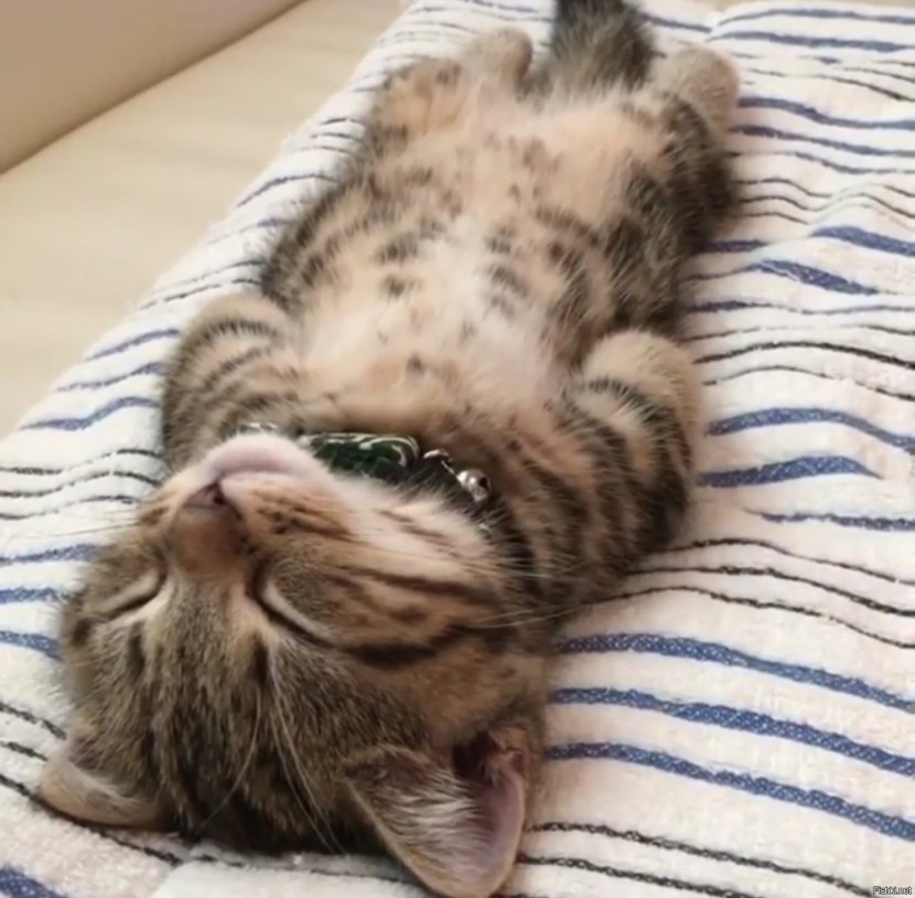 Fucking Fucking Smeshariki Kar Karych