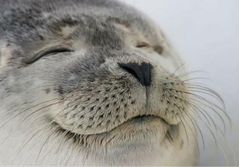 Offended by a seal meme