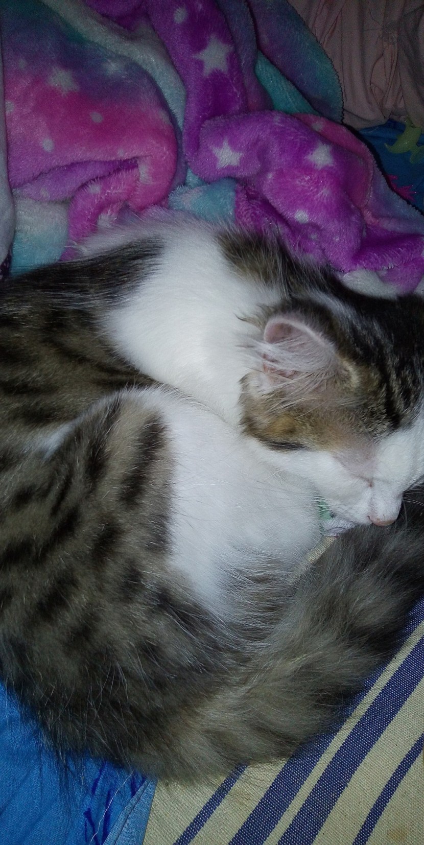 New Year's entourage in the paintings