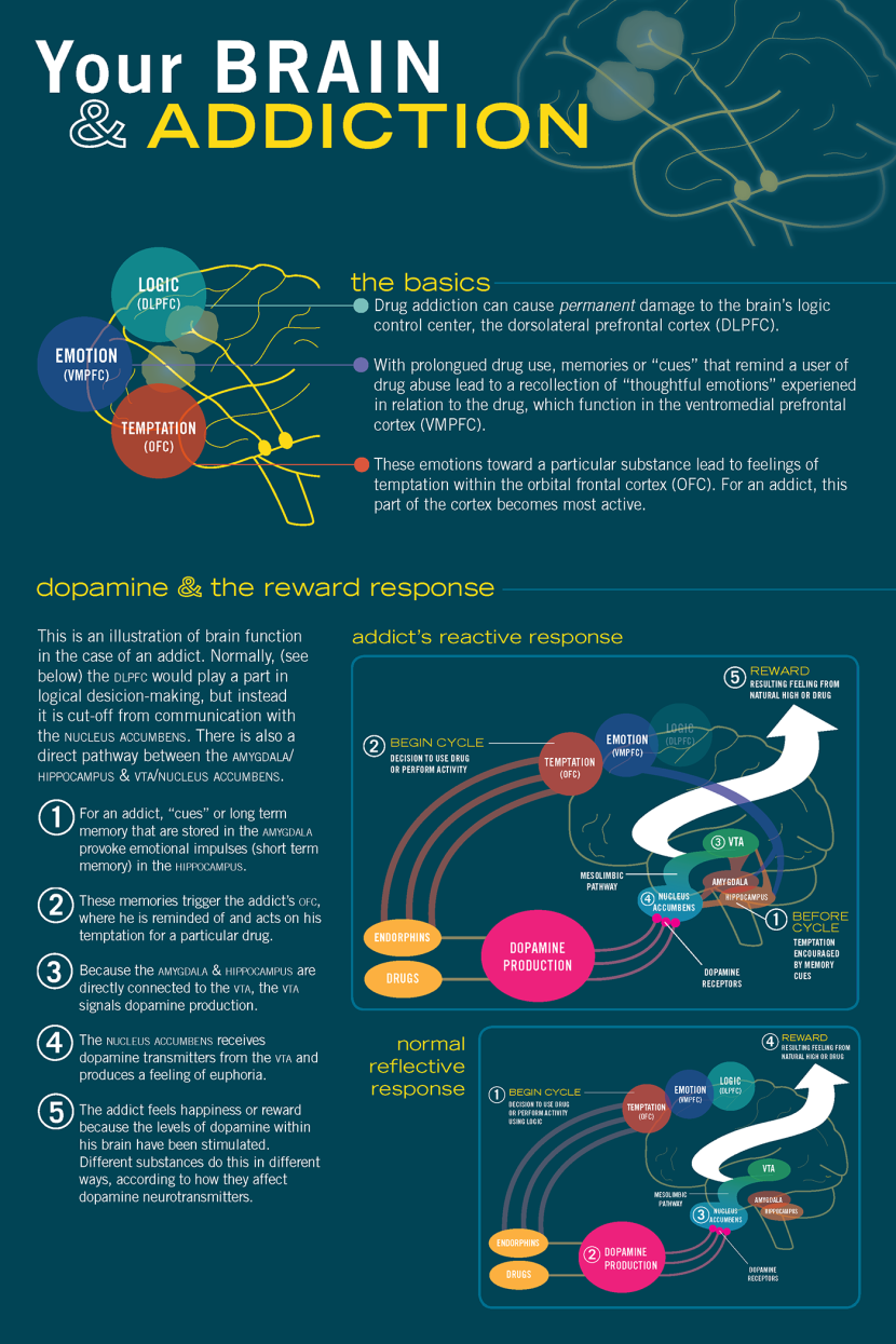Human Brain Anatomy Poster