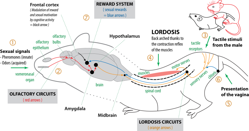 Lesbian strap -on Katie Rose