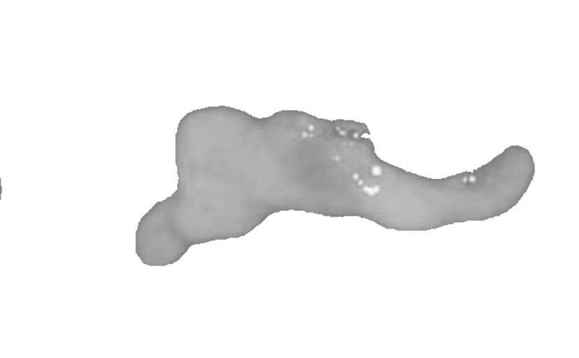 Cumberry on a transparent background