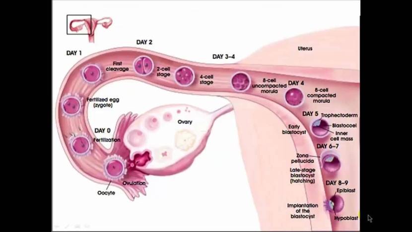 Eggs movement along the fallopian tube