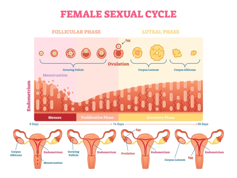 Menstrual cycle scheme