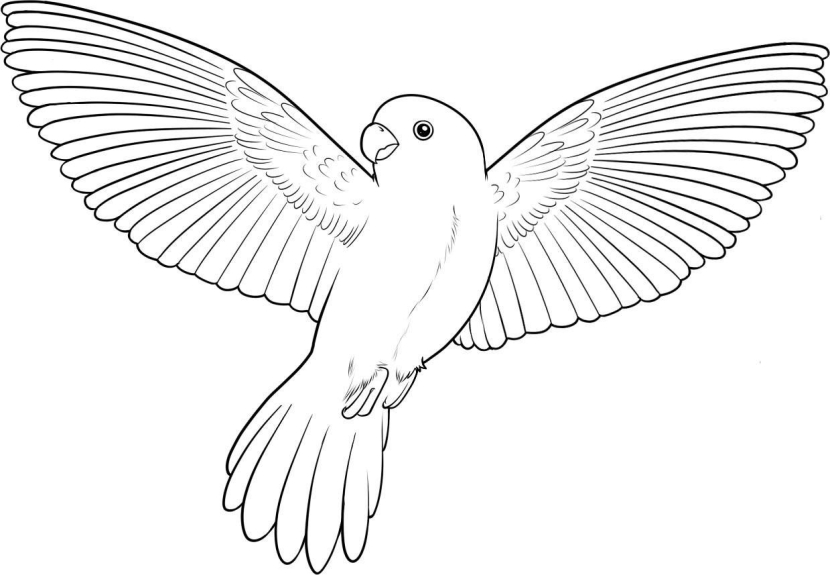 Bird drawing